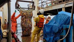 Александра Володько - Что принес нам новый трал?