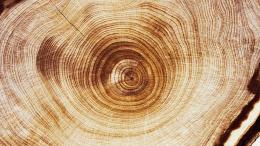 Аккумулятор для солнечной энергии сделали из дерева