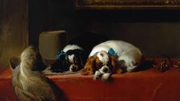 Новое исследование подвергло сомнению наши представления об эволюции домашних собак