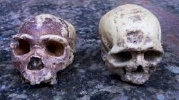 Череп Homo heidelbergensis и череп современного человека