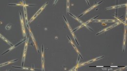 Рseudo nitzschia, одна из водорослей, способных фотосинтезировать почти в полной темноте