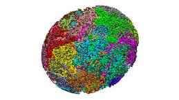 Ядро клетки заполнено хромосомами, которые на этом изображении показаны разными цветами