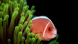 Рыба-клоун розовый скунс — один из тех видов, что используют звуки для общения