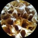 Наталья Кузнецова - Оотека богомола