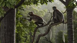 В Египте найдены окаменелости ближайшего предка всех человекообразных обезьян