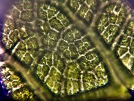 Ксения Орлова - Лист Ficus pumila