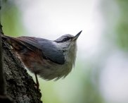 Лев Поздняков - Мастер По Пол Зень