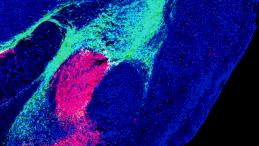 Подобласти миндалевидного тела, эмоционального центра мозга, получают сигналы угрозы из разных областей мозга, включая ствол мозга (красный) и таламус (зеленый).