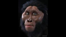 Paranthropus robustus