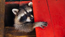 Живущие в городах еноты начали одомашниваться — показал анализ морд