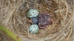 Исследование: птенцы птиц-паразитов еще в яйце тренируются убивать -  Телеканал "Наука"