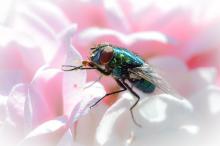 Алексеева Наталья - Моё утро начинается... с розового и вкусного