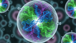 ДНК сворачивается в живые капли внутри клеток