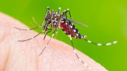 Комар Aedes aegypti