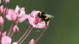 Шмелей научили понимать простую «азбуку Морзе»