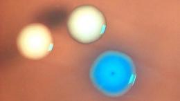 Первая живая искусственная бактерия