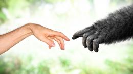 Наш мозг распознает голоса родственников-приматов