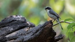 Обнаружена удивительная связь между птицами и лесными пожарами