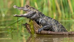 Современный карликовый крокодил