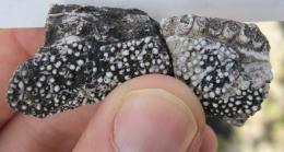 древнее травоядное