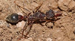 Ученые узнали, как ночные муравьи находят дорогу по Луне