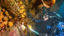 В крошечном антарктическом морском существе нашли лекарство от рака