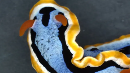 Морские слизни оказались живыми «экранами» с пиксельной окраской