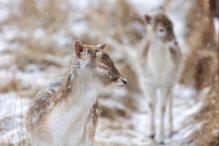Александр Курилов - Зимняя радость