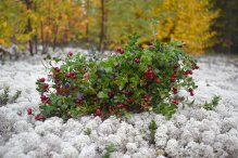 Юля Южная - Осеннее северное