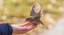 Городские птицы больше боятся женщин, чем мужчин, обнаружили ученые