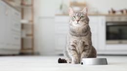 кошка у миски