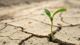 растение в сухой почве