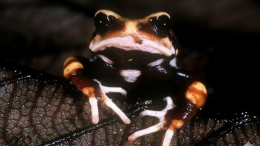 живородящая жаба