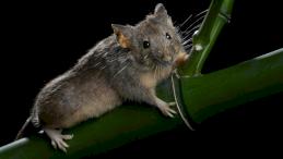Уникальная мышь по имени Xiaozhu - у нее набор хромосом, которого никогда не существовало в мире