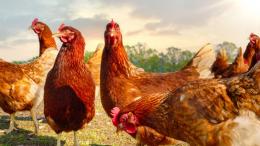 Генетики научились «программировать» куриные яйца на производство лекарств