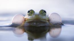 На одной волне: сигналы живых существ следуют универсальному ритму