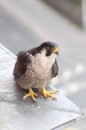 Ekaterina Maximova - Сапсан / Peregrine falcon