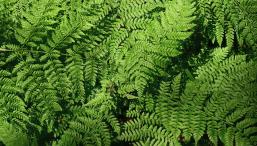 В папоротнике найдены редкоземельные металлы