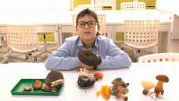 Как грибы спасут мир