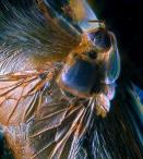  Михаил  Грибков  - Полет древней мухи( 39 млн лет)