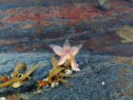 Галина Громова - Морская звезда