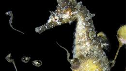 морской конек