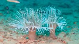 актиния, морская анемона