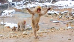 Макаки могут двигаться в такт музыке как люди