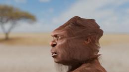 Реконструирован череп представителя человеческого рода, первым покинувшего Африку