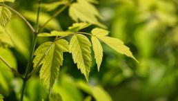 Клен ясенелистный: тайная битва за сибирские леса идет прямо сейчас