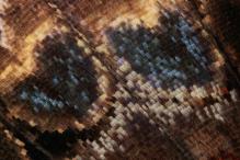 Александр Курилов - Мозаика бабочки