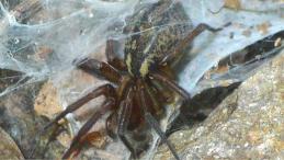 Воронковый паук Aterigena ligurica