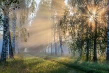 Александр Пашеничев - Магия утра на берёзовой аллее