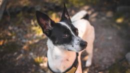 собака, нюх, запахи